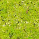 ORGANOID ORIGINAL ALPINE HAY 1,36 X 10MT 78_MOSS BRIGHT GREEN